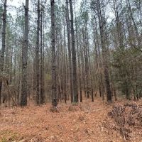 Plantaion Pine Tract Ready to be Thinned images 3
