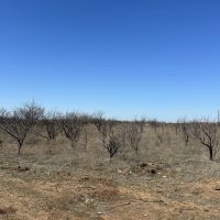 New Listing 10.5 Acres Tract 20 Shackelford County images 4