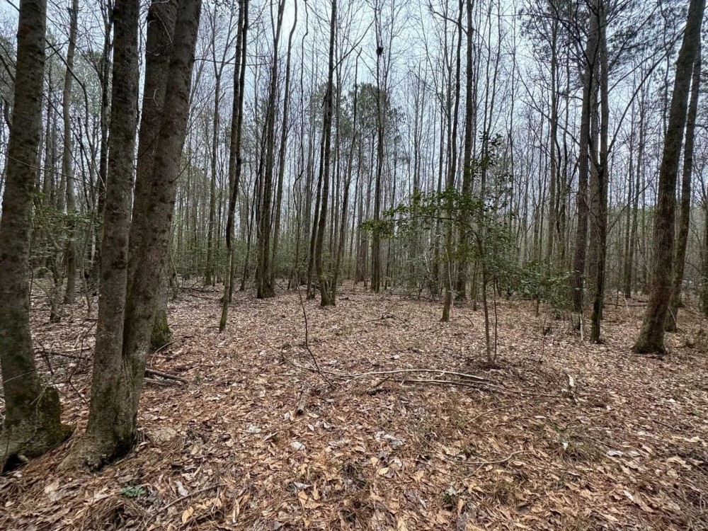 Lamar County Properties 125 Acres featured image