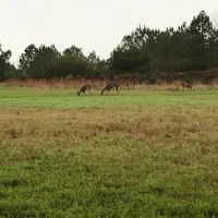 Lone Pine images 3