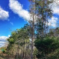 Hwy 12 Tract Calcasieu Parish 57 Acres images 3