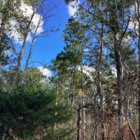 Hwy 12 Tract Calcasieu Parish 57 Acres images 5