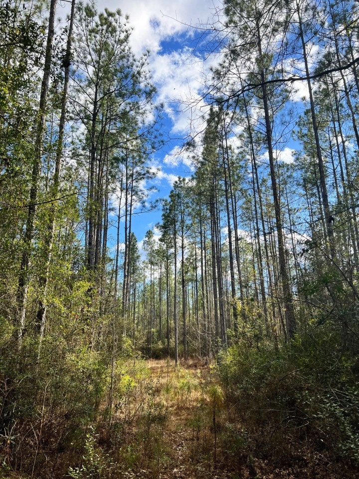 conecuh-forest-80 featured image