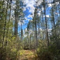 conecuh-forest-80