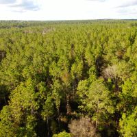 conecuh-forest-80 images 2