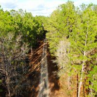 conecuh-forest-80 images 3