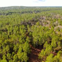 conecuh-forest-80 images 4