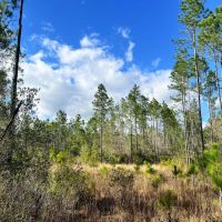 conecuh-forest-80 images 5