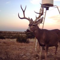 YEAR ROUND  LEASE WHITETAIL