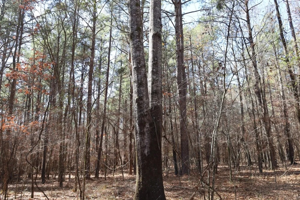 LA - Caldwell 35 acres - featured image