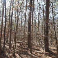 LA - Caldwell 35 acres - images 3