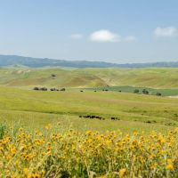 Morrison Ranch