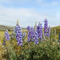 Morrison Ranch images 3