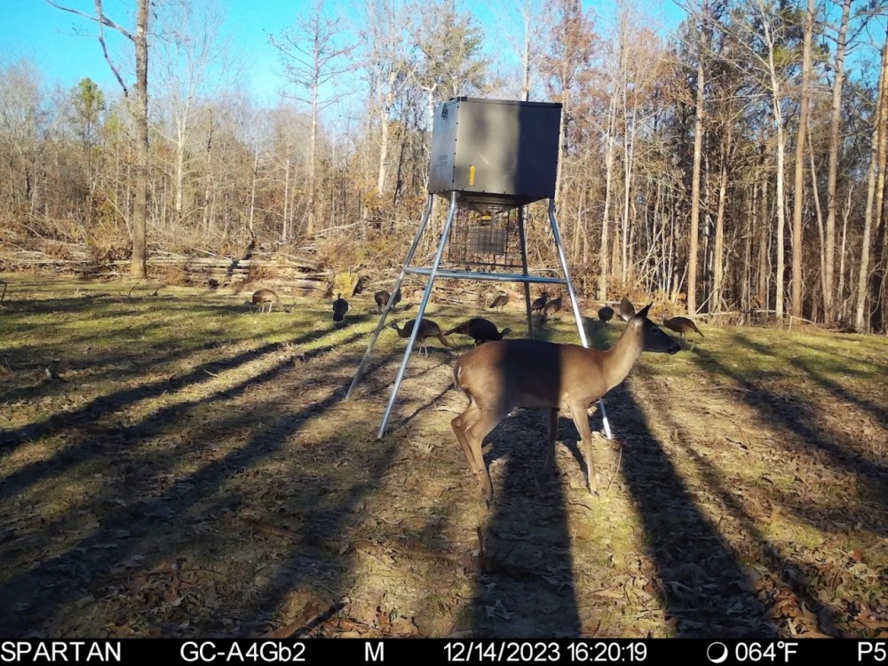 32 - Acre Deer amp Turkey featured image