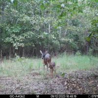 32 - Acre Deer amp Turkey images 2