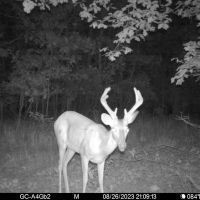 32 - Acre Deer amp Turkey images 4