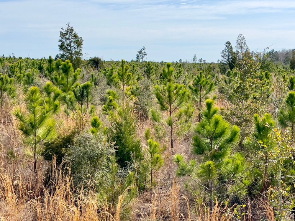 58 Ac Timber amp Hunting North FL featured image