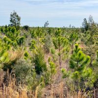 58 Ac Timber amp Hunting North FL