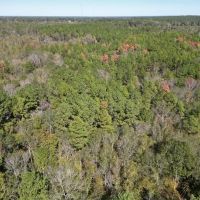 Great Timberland Hunting Tract in Southwest Mississippi images 4
