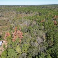 Great Timberland Hunting Tract in Southwest Mississippi images 5