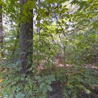 5.7 Acre Wood Lot - No Zoning - McMinn County TN images 2