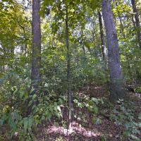 5.7 Acre Wood Lot - No Zoning - McMinn County TN images 5