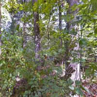 5.7 Acre Wood Lot - No Zoning - McMinn County TN images 3