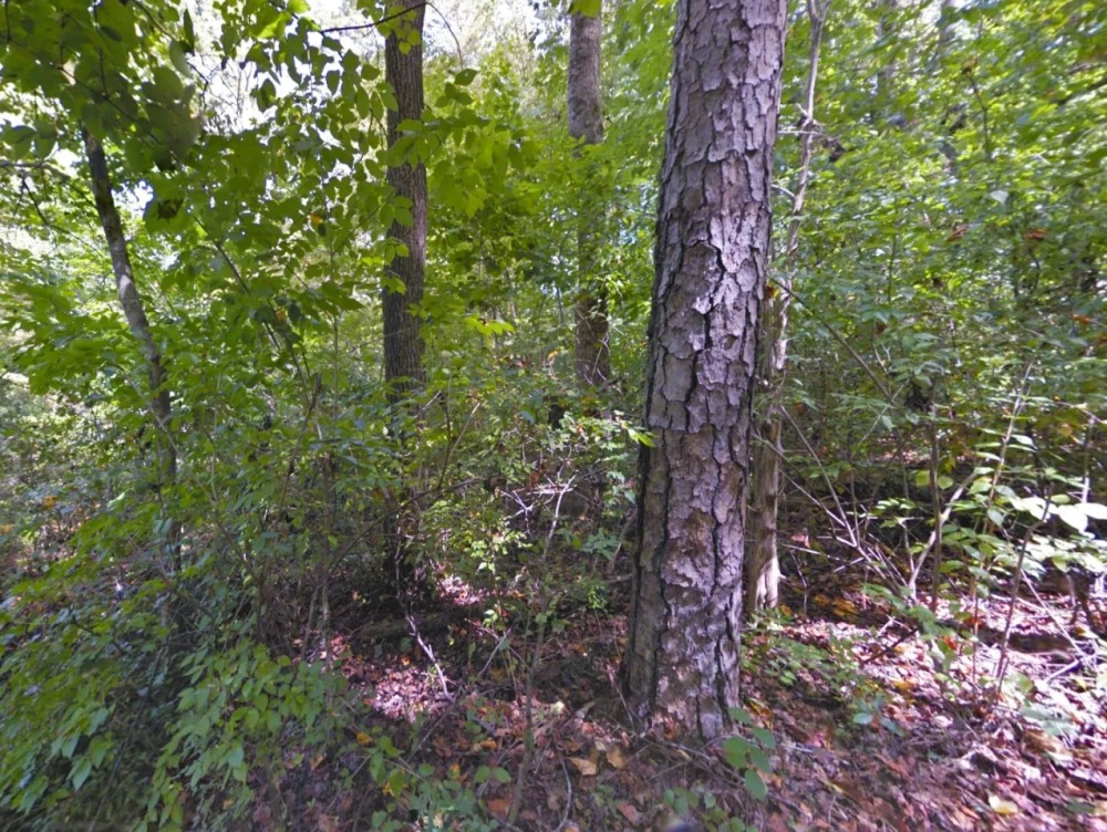 5.7 Acre Wood Lot - No Zoning - McMinn County TN featured image