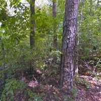 5.7 Acre Wood Lot - No Zoning - McMinn County TN