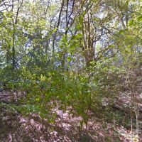 5.7 Acre Wood Lot - No Zoning - McMinn County TN images 4