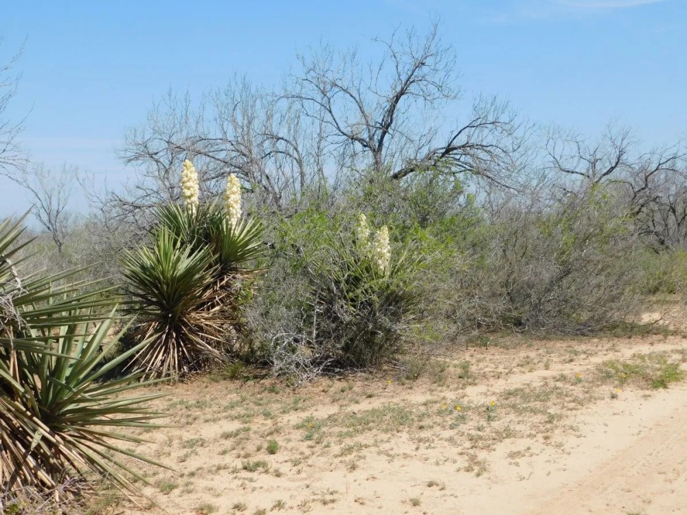 Frio County Ranch - Versatile 615.85 acres featured image
