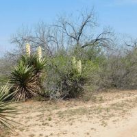 Frio County Ranch - Versatile 615.85 acres