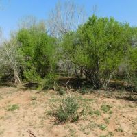 Frio County Ranch - Versatile 615.85 acres images 3