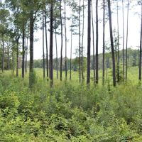 10 Acre Homesite for Sale near Golf Course Southwest MS images 4