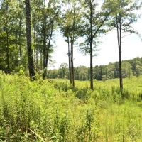 10 Acre Homesite for Sale near Golf Course Southwest MS images 5