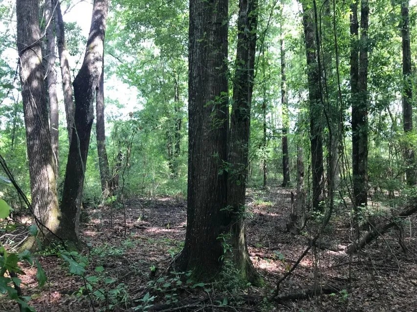 50 Acres Wooded Land for Sale Forrest County MS featured image