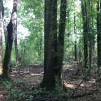 50 Acres Wooded Land for Sale Forrest County MS