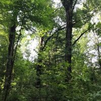 50 Acres Wooded Land for Sale Forrest County MS images 3