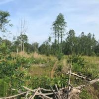 50 Acres Wooded Land for Sale Forrest County MS images 5