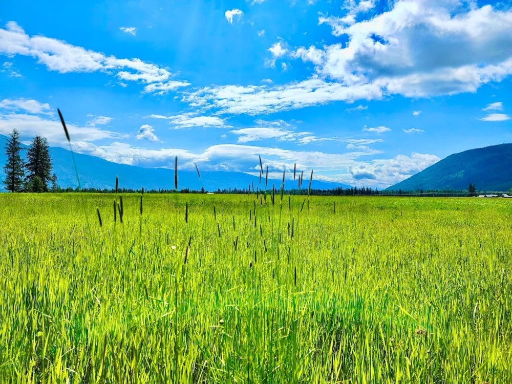 Western Montana Meadow featured image