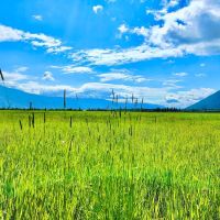 Western Montana Meadow