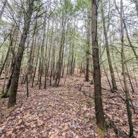 20 acres Recreational Property in Hornby NY Wilson Hollow Rd images 2