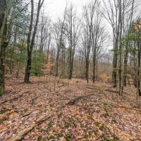 20 acres Recreational Property in Hornby NY Wilson Hollow Rd images 5