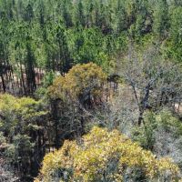5 - Acres Lee Co. images 2