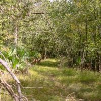 Hunting Land for Sale Just Outside of Baton Rouge images 3