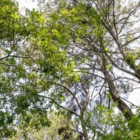 157 Acres for Sale Hunting Land in Franklin County MS images 2