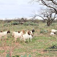 TW2 Ranch images 1