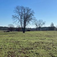 140 Acres Winona Cattle Ranch Winona TX Smith County