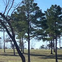 140 Acres Winona Cattle Ranch Winona TX Smith County images 4