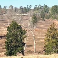 140 Acres Winona Cattle Ranch Winona TX Smith County images 5